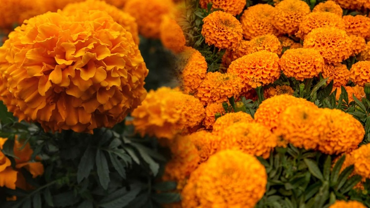 ‘Esperamos vender hasta 50% más’: floricultores de Tlaxcala alistan el cempasúchil para Día de Muertos